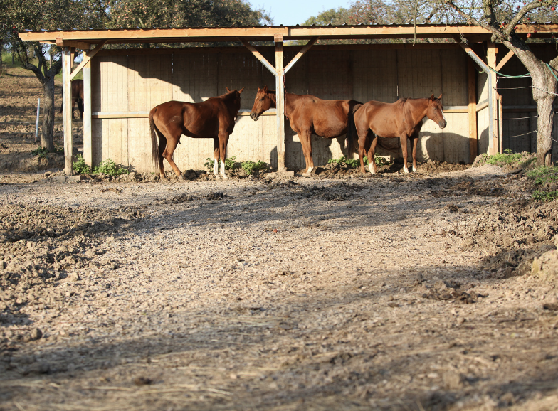 symptome coup de froid cheval 